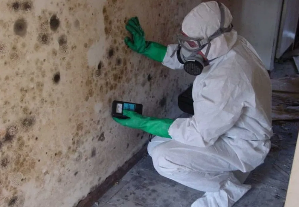 Get Professional Mold Removal Services in Georgetown, TX